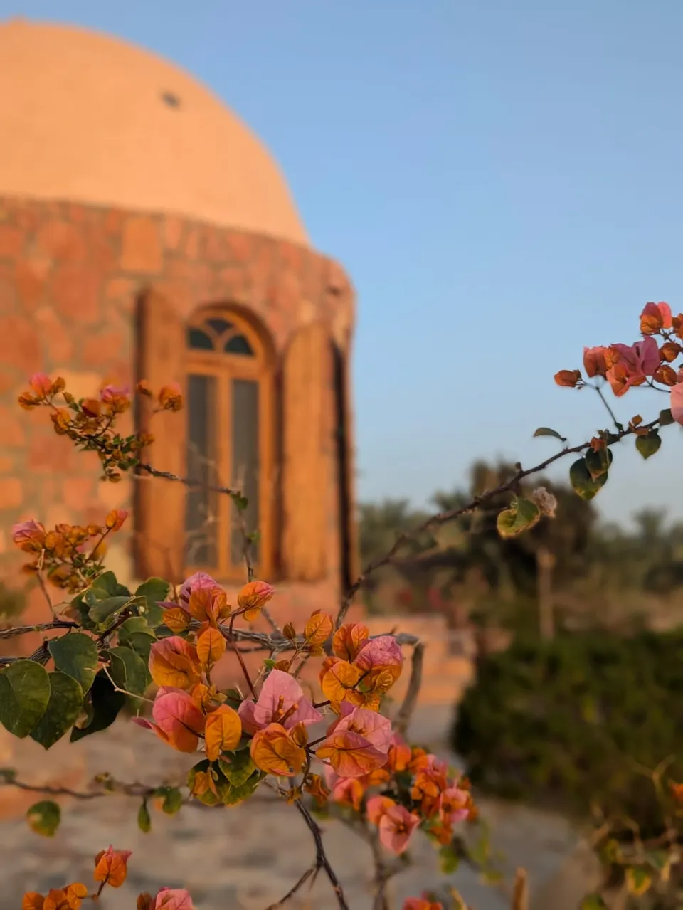 Flowering branches in warm light beside the lodge’s sand-coloured dome and arched window