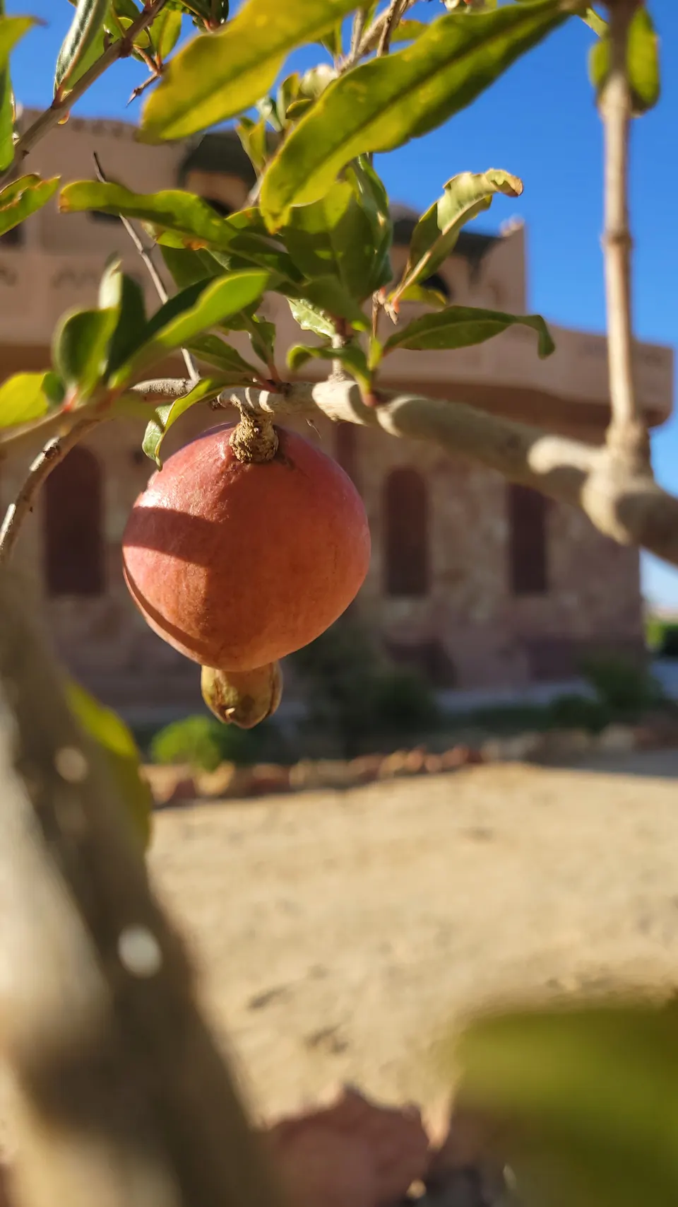 Fruit hanging from a leafy branch in the lodge garden